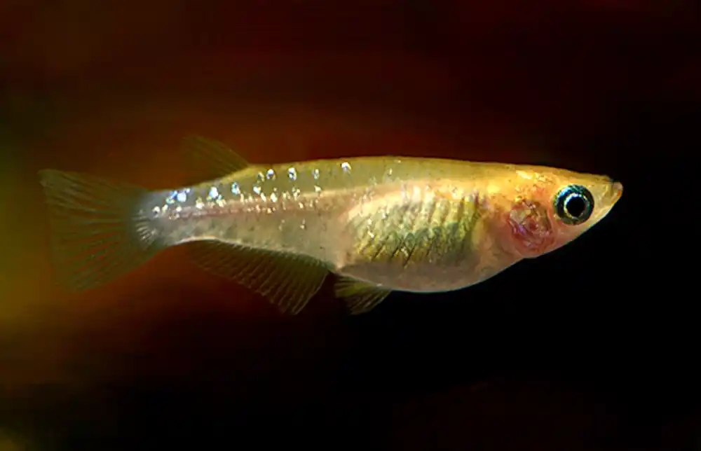 Must-Have Japanischer Reiskärpfling "Medaka Youkihi orange sparkle" (Oryzias latipes youkihi orange sparkle)